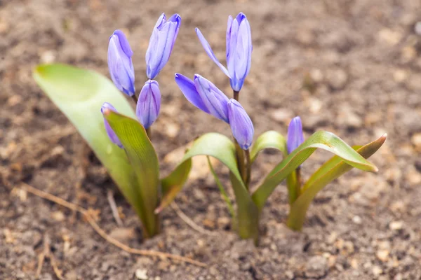 Violette Krokusse am Frühlingstag, Seitenansicht — Stockfoto