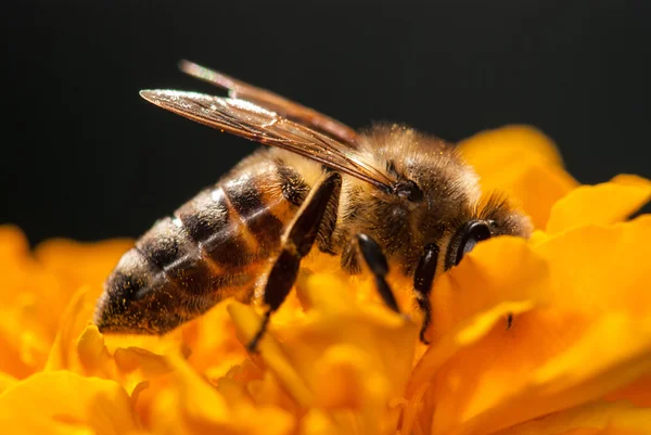 Bee on the orange flower with copyspace — Stock Photo, Image