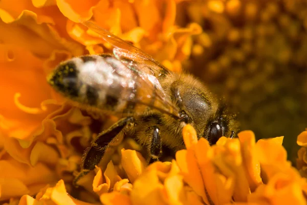 Abeja en la flor naranja con copyspace — Foto de Stock