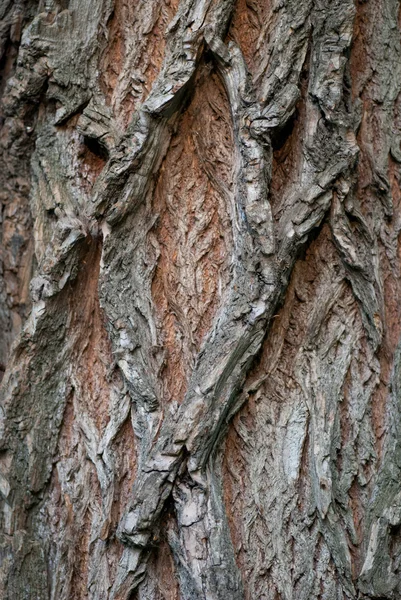 Patrón de fondo de textura de árbol de madera vieja. Imagen vertical — Foto de Stock