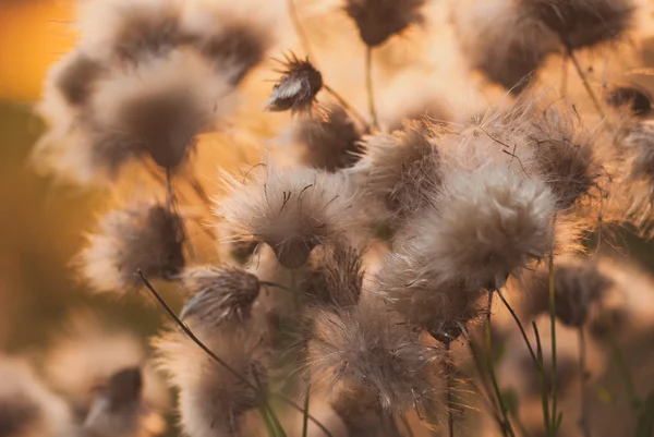 Vacker soluppgång ljus genom törnen eller bur blommor — Stockfoto