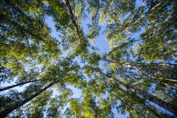 Olhando para cima em Floresta - Árvore verde ramos natureza abstrato — Fotografia de Stock
