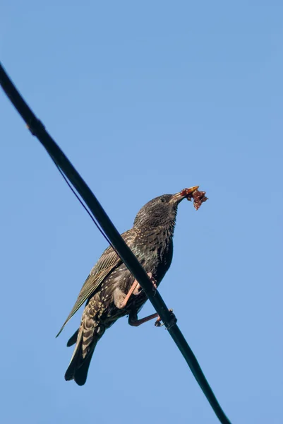 Oiseau étourdissant à la recherche de nourriture pour son nichon — Photo