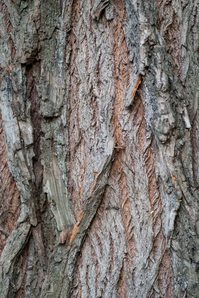 stock image Old Wood Tree Texture Background Pattern. Vertical image