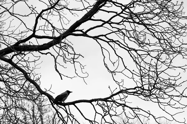 Des corbeaux sur des branches d'arbres. Noir et blanc — Photo