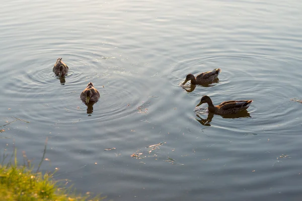 Négy kacsa, úszás és etetés a tóban — Stock Fotó