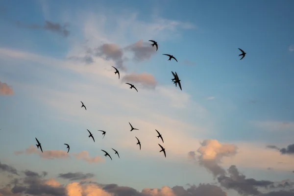 Zwerm vogels vliegen in een vurige avondrood — Stockfoto