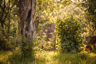 El arabası, yatay ile yaz bahçesinde ağaç