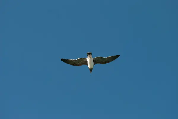 O pássaro voando no céu azul — Fotografia de Stock