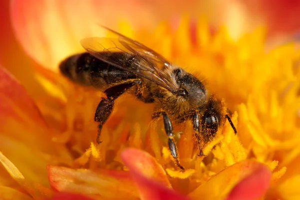 Biene auf der orangefarbenen Blume mit Copyspace — Stockfoto