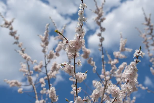 Flor de cerejeira ou flor Sakura com céu azul e nuvens — Fotografia de Stock