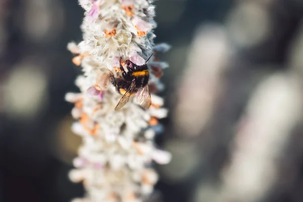 Macro shot of a bumblebee collecting pollen from the  flower with copyspace — Stock Photo, Image