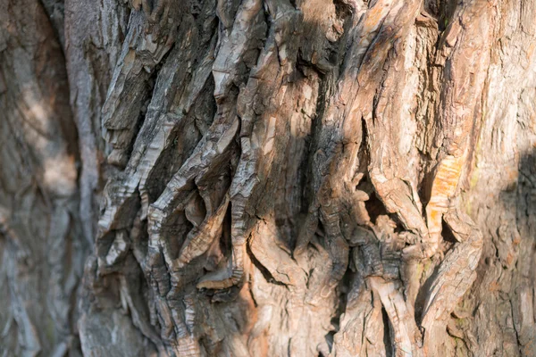 Old Wood Tree Texture Background Pattern. Horizontal image — Stock Photo, Image