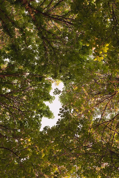 Olhando para cima em Floresta - Green Tree ramos castanha natureza fundo abstrato. galhos lacuna em forma bebê — Fotografia de Stock