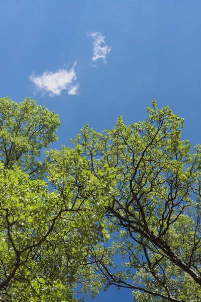 The aspen green leaves on a background of blue sky and clouds. — Stock Photo, Image