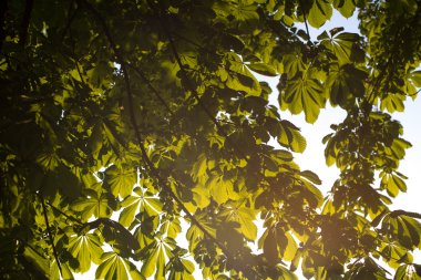 Güneşli ormandaki yeşil ağaç dalları kestane doğa arka plan