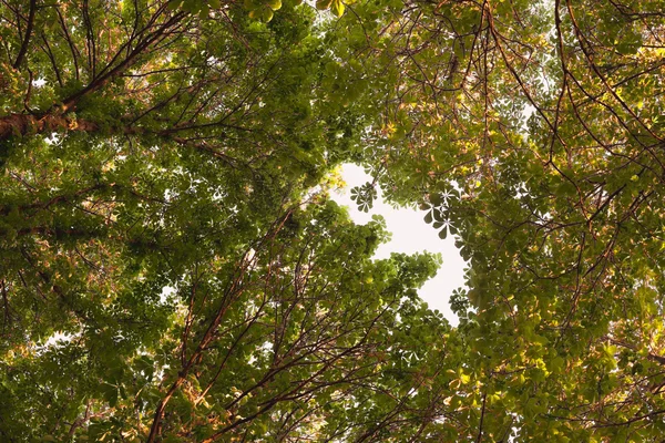 Olhando para cima em Floresta - Green Tree ramos castanha natureza fundo abstrato. galhos lacuna em forma bebê — Fotografia de Stock