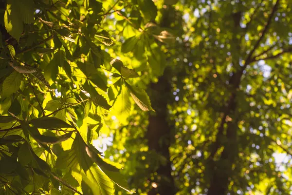 Árvore verde ramos castanha natureza abstrato fundo na floresta ensolarada — Fotografia de Stock