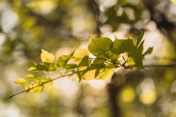 Bladen av linden tree upplyst grundlig av solen skiner igenom sommaren. Bakgrund — Stockfoto