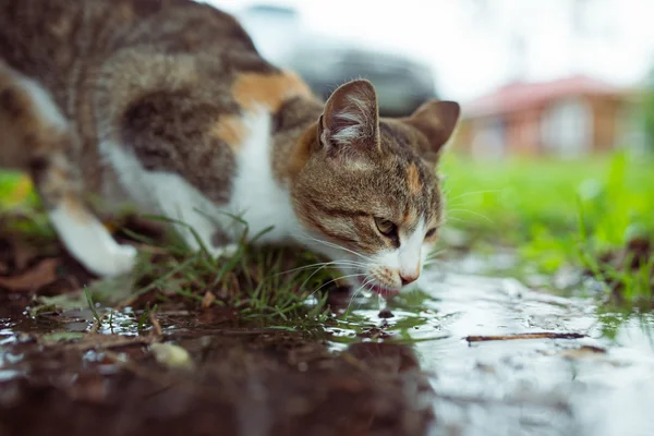 Un gato callejero bebiendo agua del charco —  Fotos de Stock