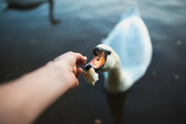 Pov de alimentação cisne no lago lagoa reaver. Imagem tonificada. Ponto de vista tiro — Fotografia de Stock