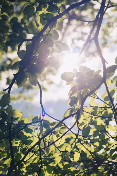 Foglie di tiglio illuminate accuratamente dal sole che splende durante l'estate. Contesto — Foto Stock