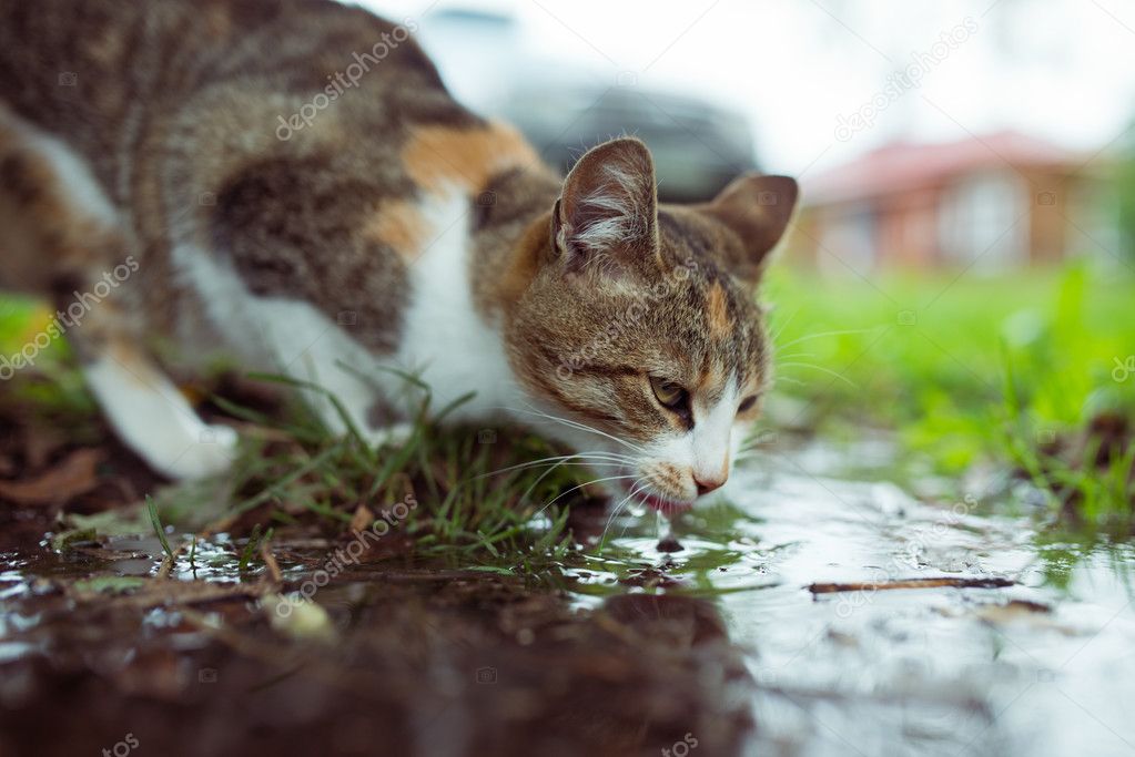 A stray cat drinking water from  puddle