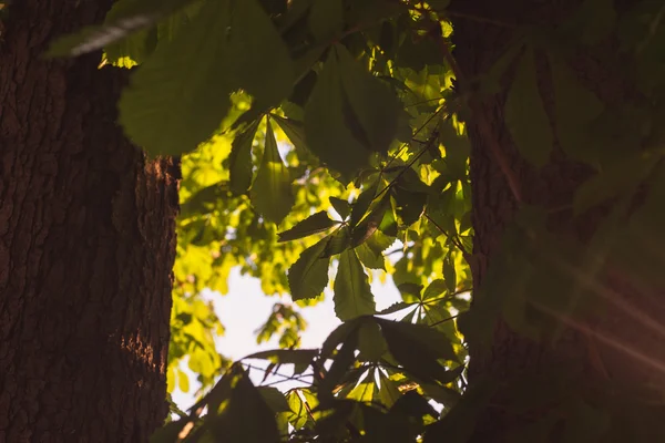 Rami di albero verde castagno tra due tronchi natura astratto sfondo nel bosco soleggiato — Foto Stock