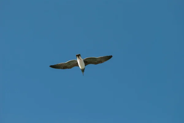 De vogel met het vliegen in de blauwe hemel — Stockfoto