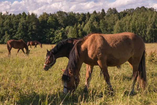 Grupa kasztanowe konie pasą się na wybiegu. — Zdjęcie stockowe