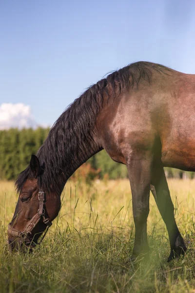 Castaño caballo establo pastar en un paddock. Espacio de copia —  Fotos de Stock