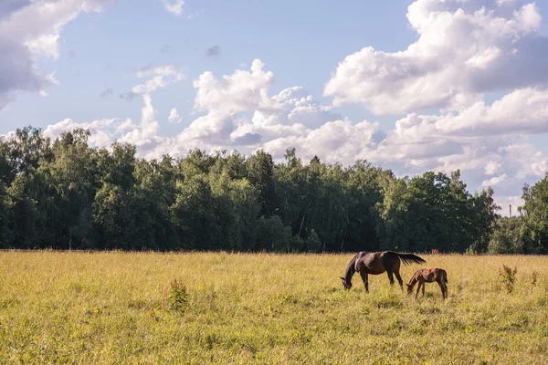 Quelques chevaux de châtaignier paissent dans un enclos . — Photo