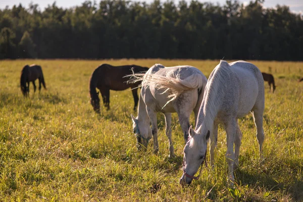 Groupe de châtaigniers et de chevaux blancs paissent dans un enclos . — Photo