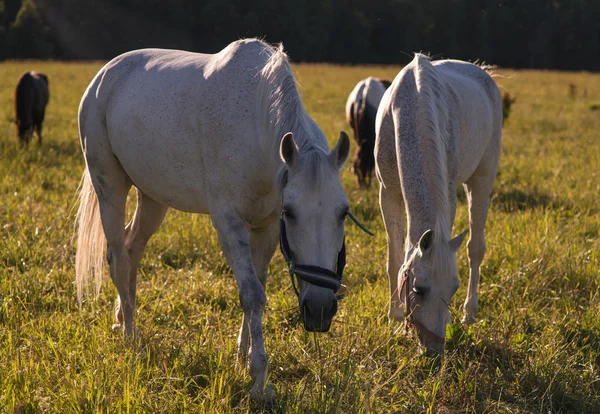 Grupo de castaños y caballos blancos pastan en un paddock . —  Fotos de Stock