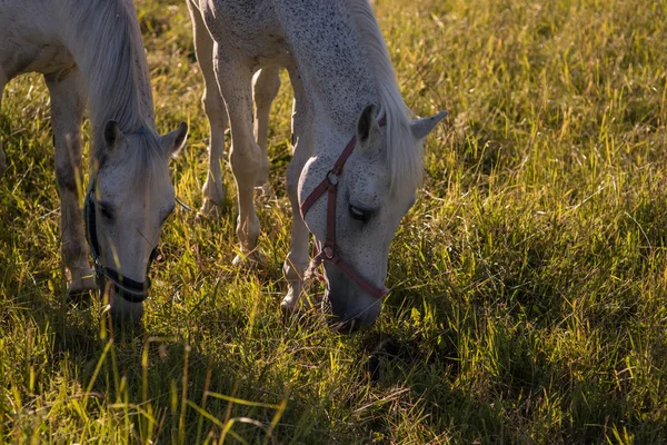 Quelques chevaux blancs paissent dans un enclos . — Photo