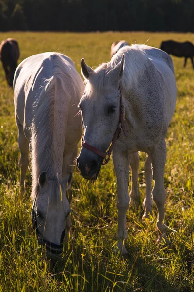 Quelques chevaux blancs paissent dans un enclos . — Photo