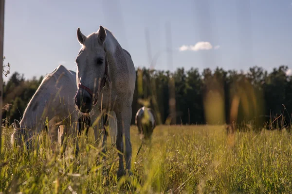 Pareja de caballos blancos pastan en un paddock . —  Fotos de Stock