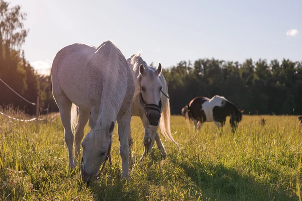 Pareja de caballos blancos pastan en un paddock . —  Fotos de Stock