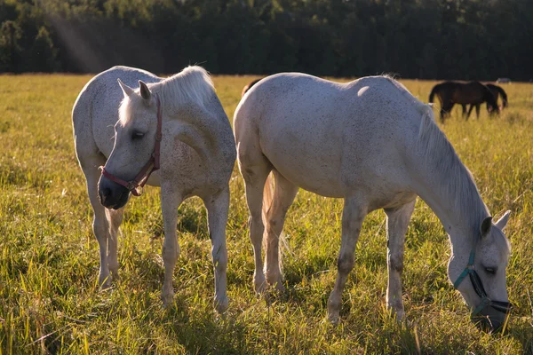 Group of chestnut and white horses graze in a paddock. — Stock Photo, Image