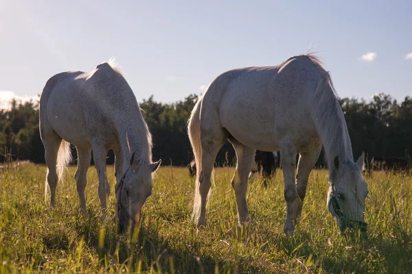 Par de cavalos brancos pastam em um piquete . — Fotografia de Stock