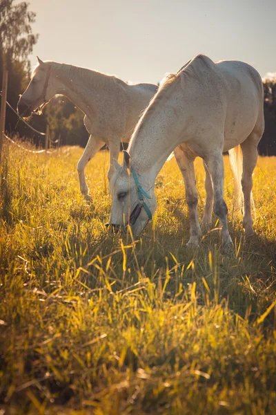 Quelques chevaux blancs paissent dans un enclos . — Photo