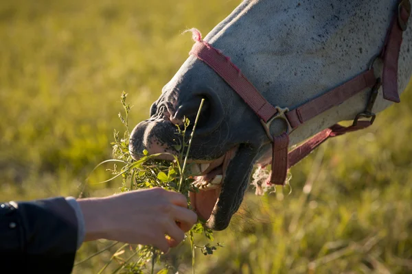 Niña alimentando a un par de caballos blancos pastando en un paddock. Primer plano. —  Fotos de Stock