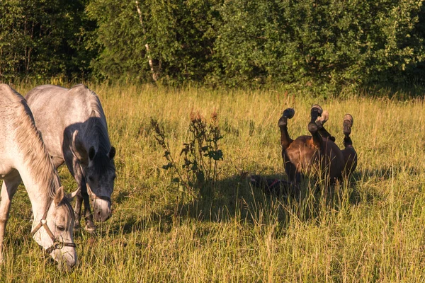 Castanha cavalo stallon deitado de costas em uma paddock . — Fotografia de Stock