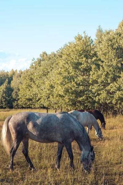 Groupe de châtaigniers et de chevaux blancs dans un pâturage cru dans un enclos . — Photo