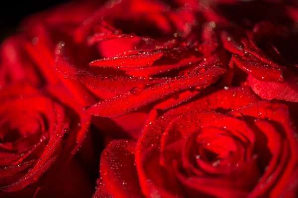 Macro foto di una rosa con goccioline d'acqua — Foto Stock