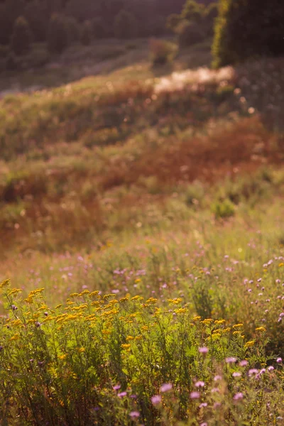 Летний красочный травянистый луг с цветами. Летняя сцена — стоковое фото