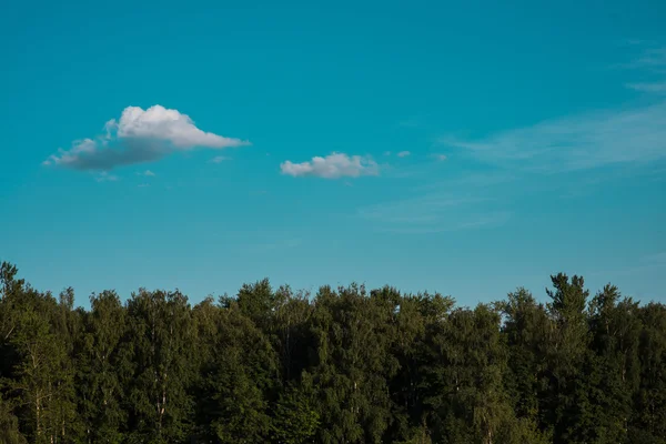 Traumhafter Sommerwald gegen Wolken — Stockfoto