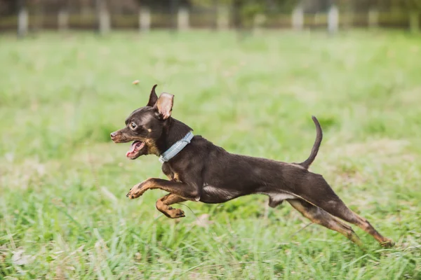 cute russian toy terrier dog jumping in the grass field