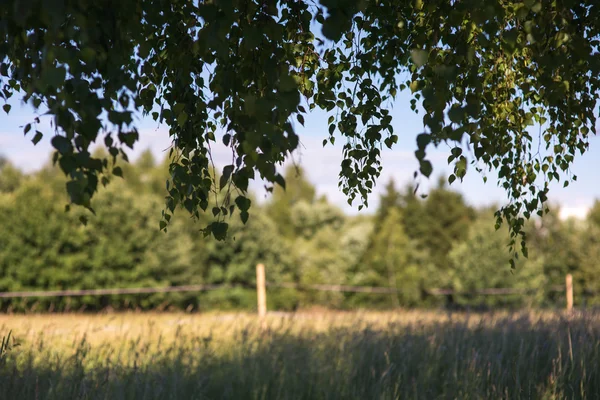 Зеленая ветвь листвы против леса, луга и синего неба рамка — стоковое фото