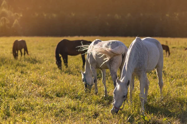 Grupo de castaños y caballos blancos pastan en un paddock . —  Fotos de Stock